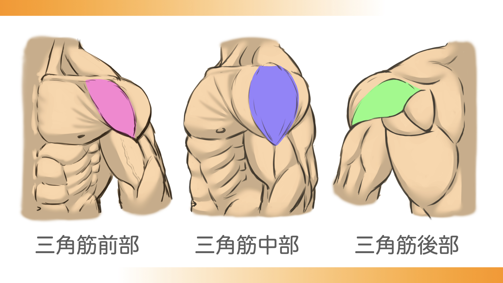 メロン肩研究所 | 筋肉しか勝たん!
